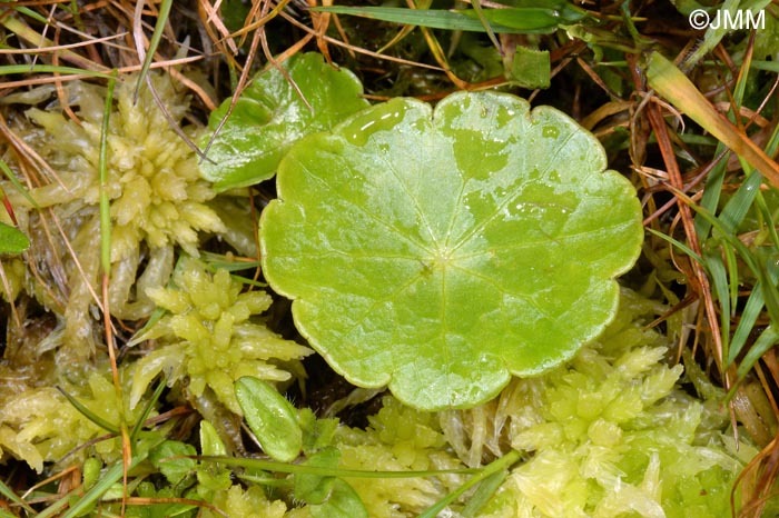 Hydrocotyle vulgaris