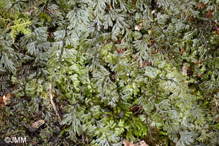 Hymenophyllum tunbrigense