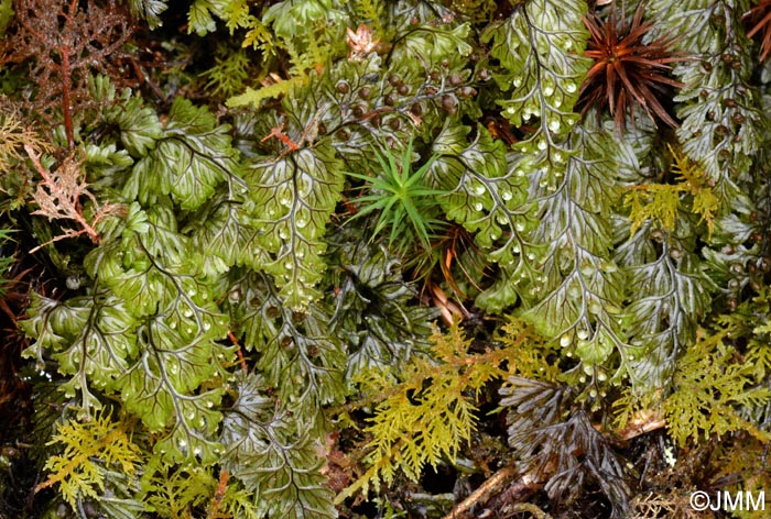 Hymenophyllum tunbrigense