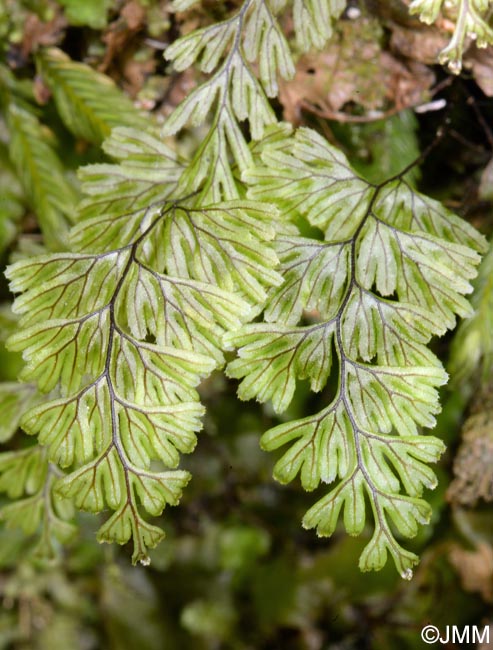 Hymenophyllum tunbrigense