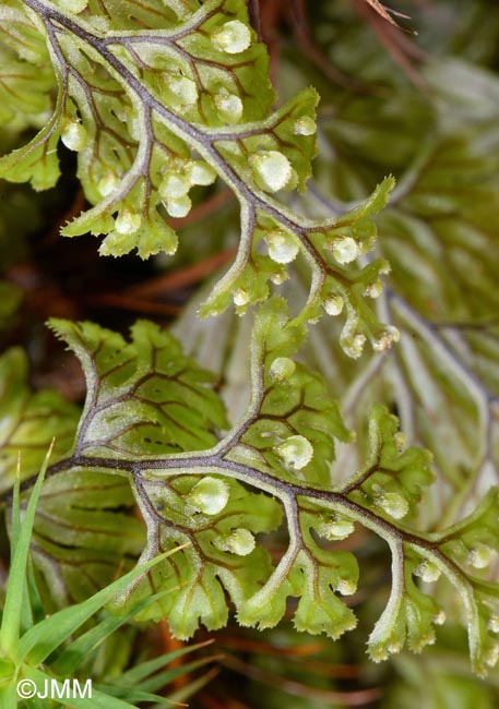 Hymenophyllum tunbrigense