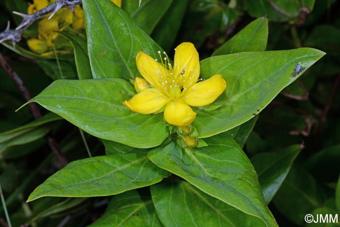 Hypericum foliosum