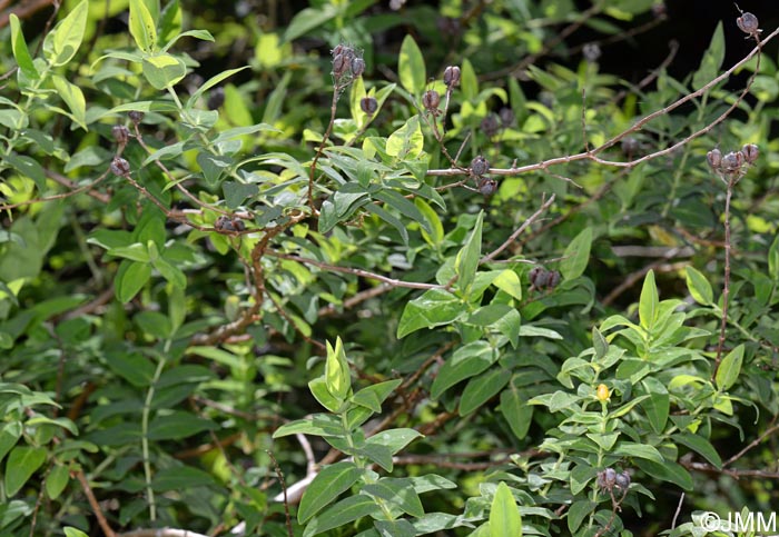 Hypericum foliosum