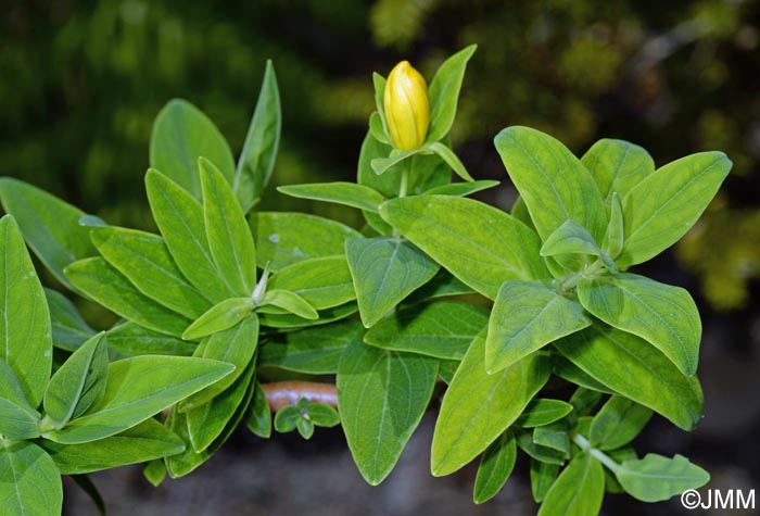 Hypericum foliosum