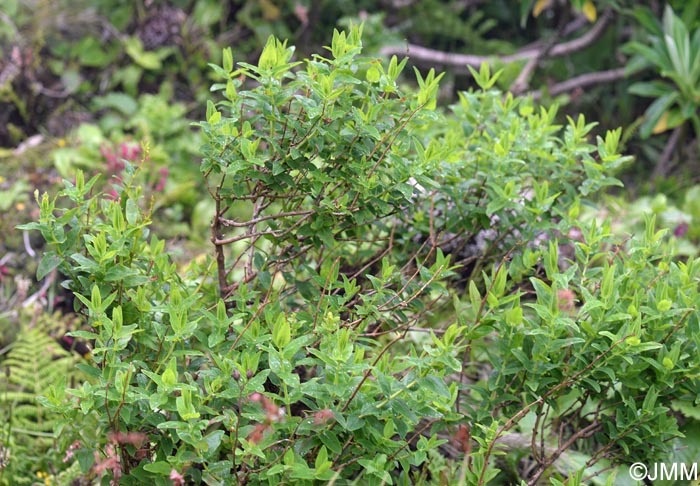 Hypericum foliosum