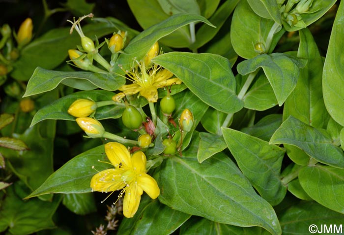 Hypericum foliosum