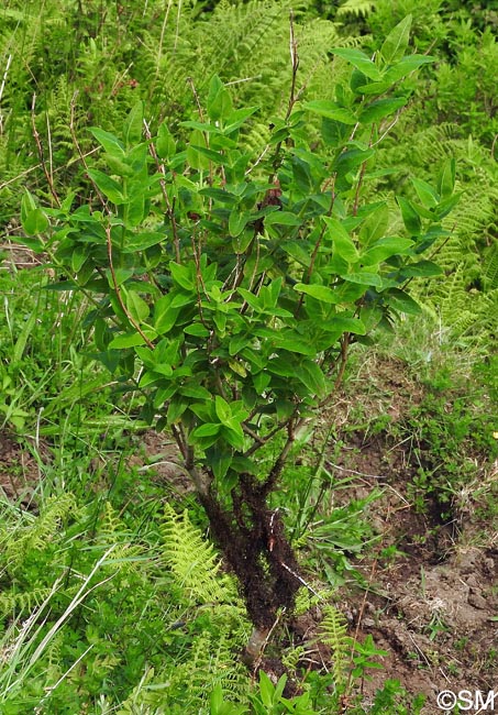 Hypericum foliosum