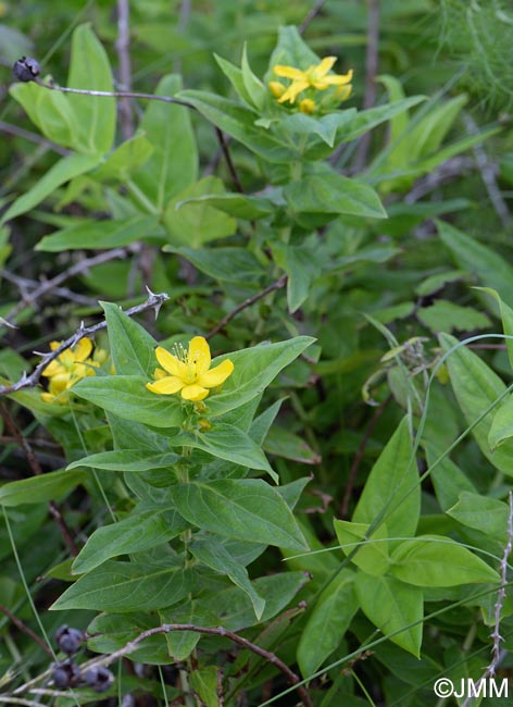 Hypericum foliosum