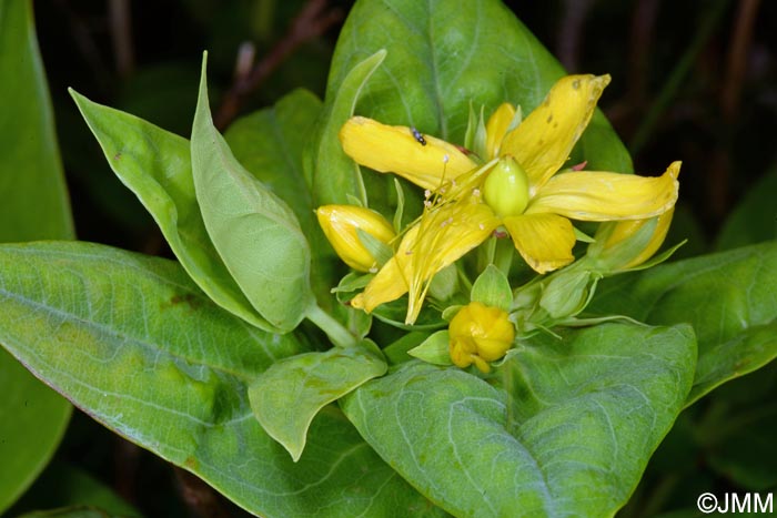 Hypericum foliosum