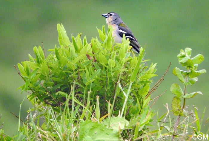 Hypericum foliosum & Fringilla coelebs moreletti