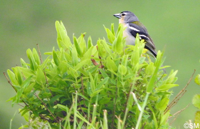 Hypericum foliosum & Fringilla coelebs moreletti