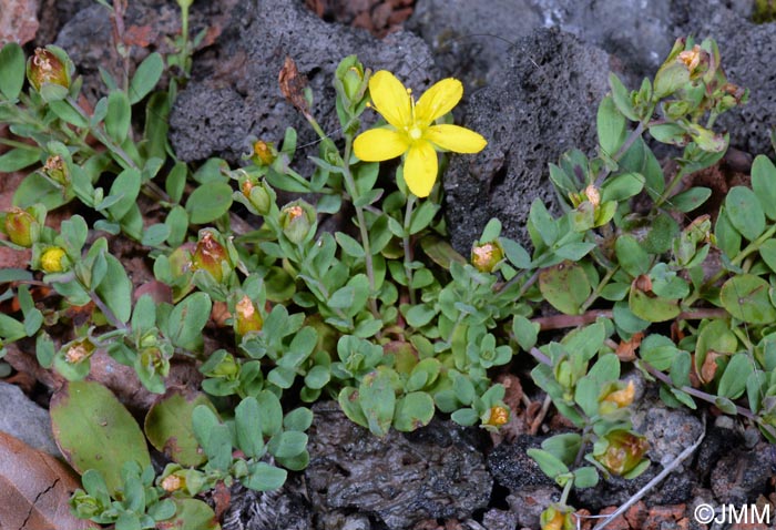 Hypericum humifusum