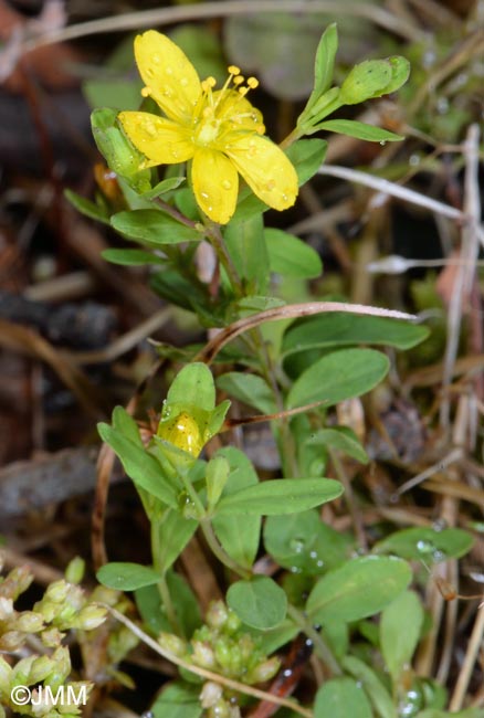 Hypericum humifusum