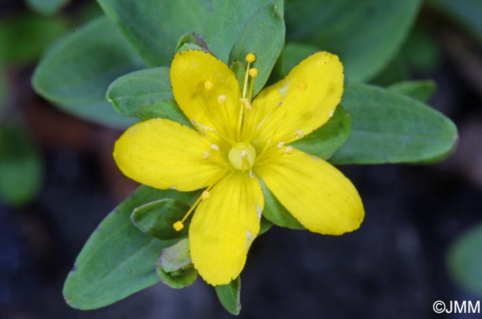 Hypericum humifusum