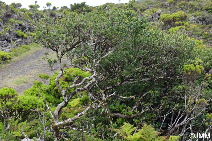 Ilex perado subsp. azorica