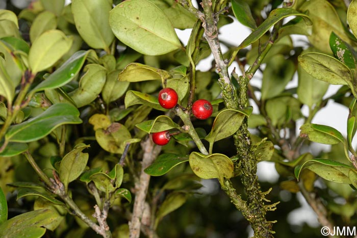 Ilex perado subsp. azorica