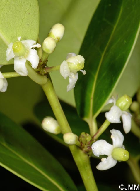 Ilex perado subsp. azorica