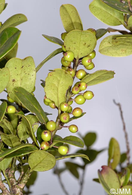 Ilex perado subsp. azorica