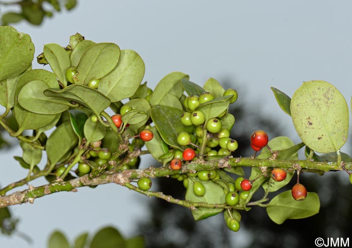 Ilex perado subsp. azorica