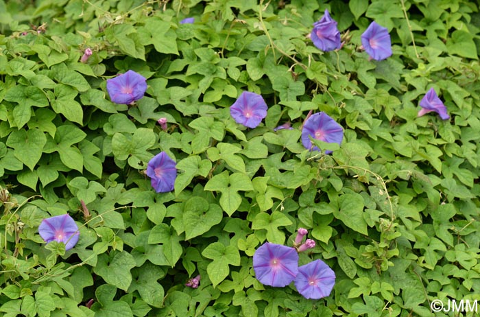 Ipomoea purpurea = Convolvulus purpureus