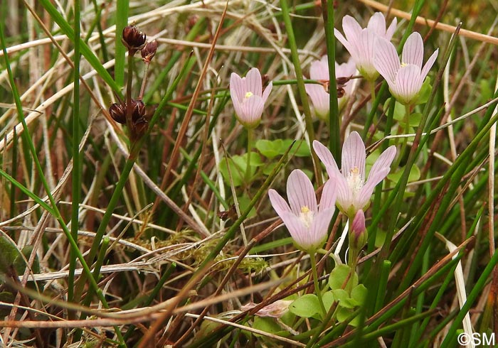 Juncus articulatus & Lysimachia tenella