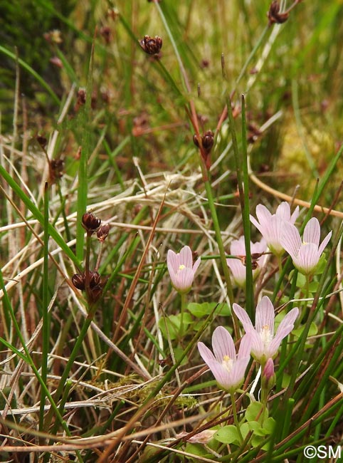 Juncus articulatus & Lysimachia tenella