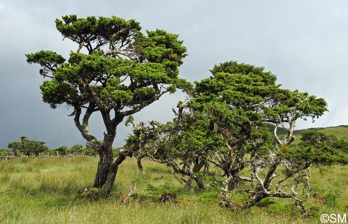 Juniperus brevifolia