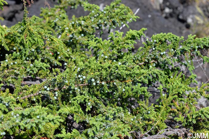 Juniperus brevifolia