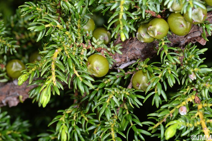 Juniperus brevifolia