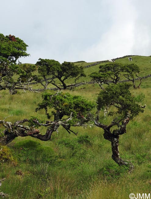 Juniperus brevifolia