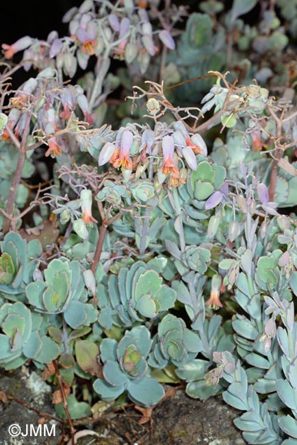 Kalanchoe fedtschenkoi