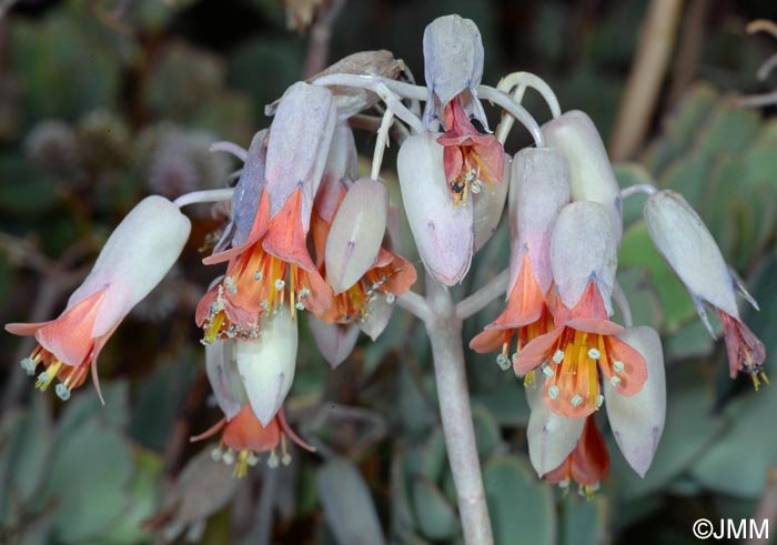 Kalanchoe fedtschenkoi