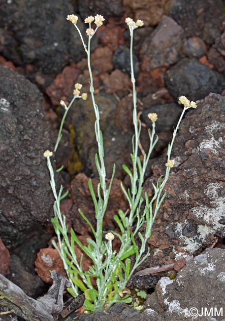 Laphangium luteoalbum = Pseudognaphalium luteoalbum