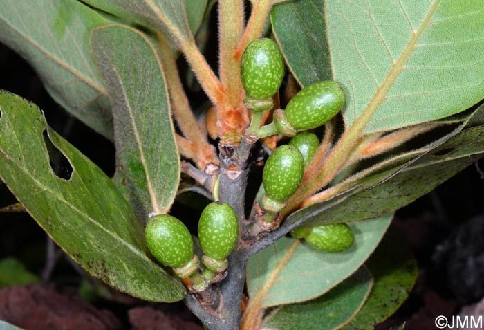 Laurus azorica