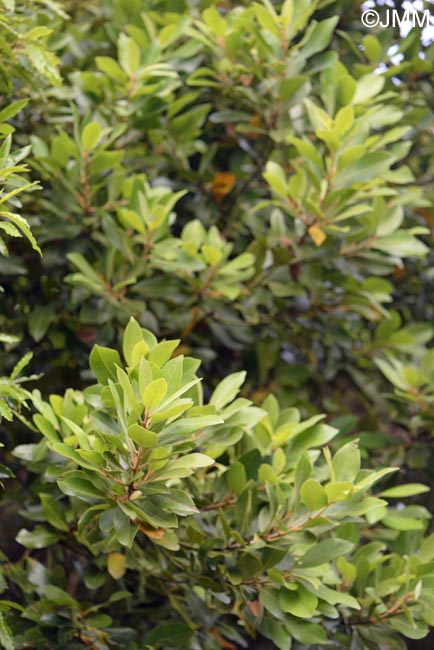 Laurus azorica