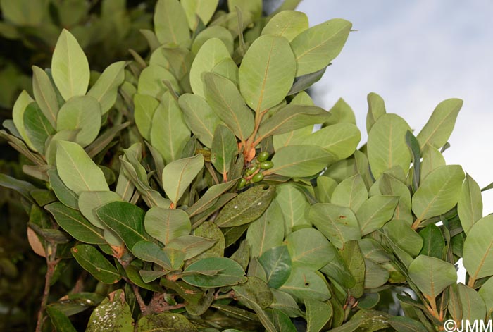 Laurus azorica