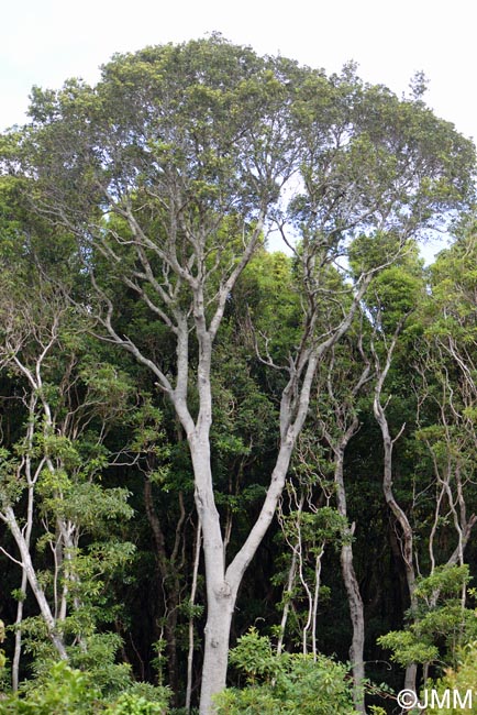 Laurus azorica