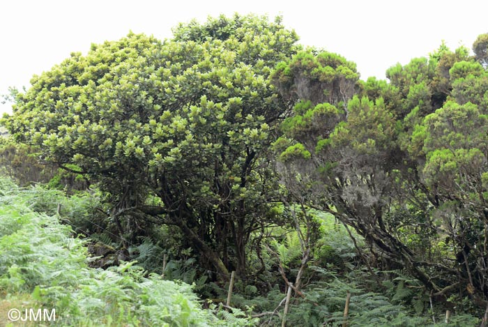 Laurus azorica & Erica azorica