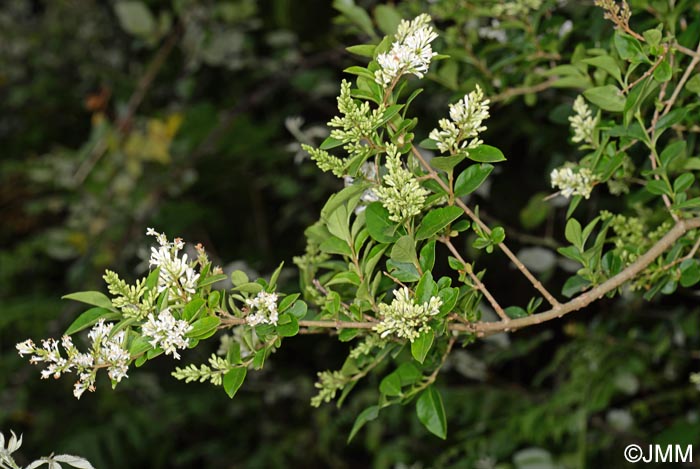 Ligustrum henryi