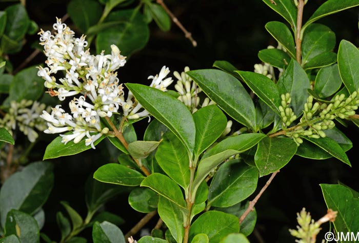 Ligustrum henryi