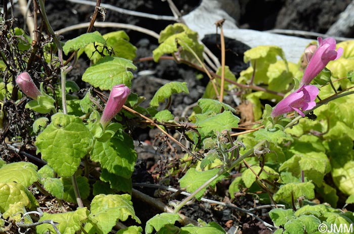 Lophospermum erubescens