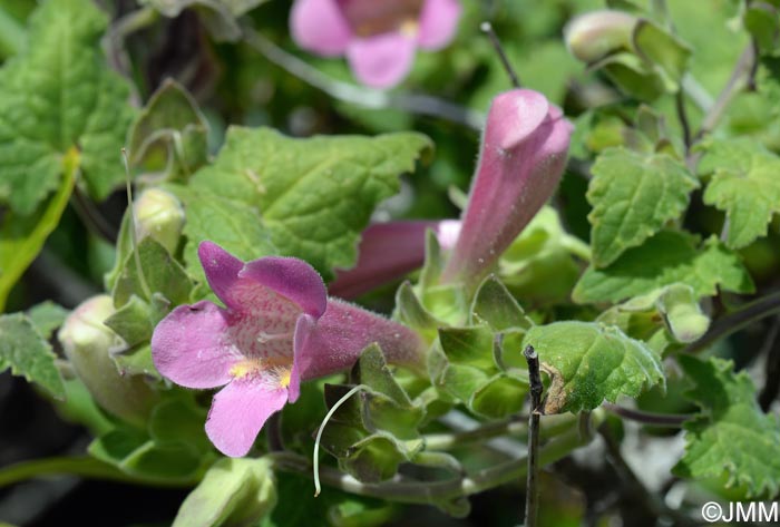 Lophospermum erubescens