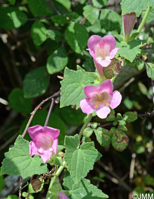 Lophospermum erubescens