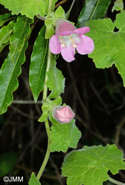 Lophospermum erubescens