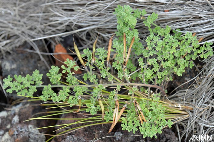 Lotus azoricus