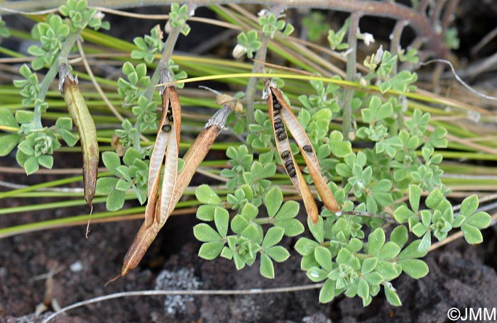 Lotus azoricus