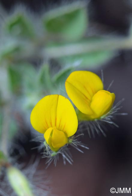 Lotus parviflorus