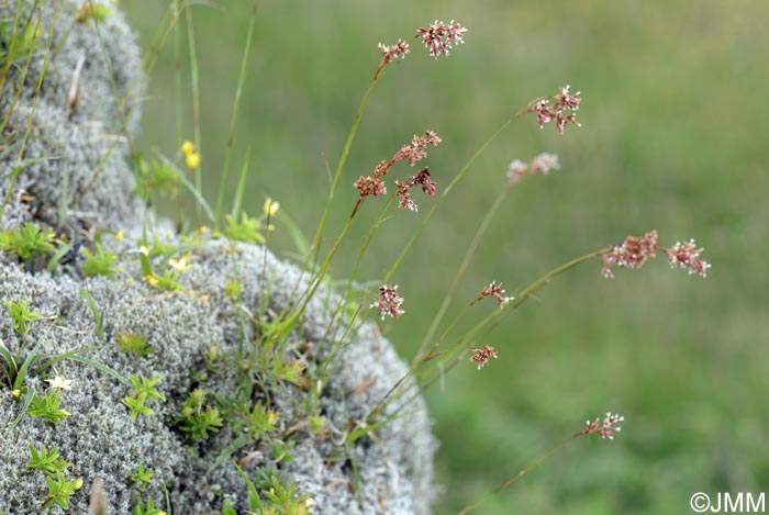 Luzula purpureosplendens = Luzula azorica