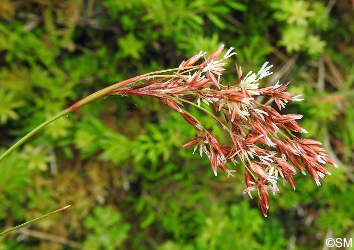 Luzula purpureosplendens = Luzula azorica