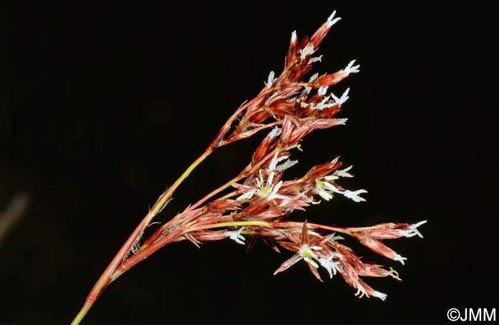 Luzula purpureosplendens = Luzula azorica